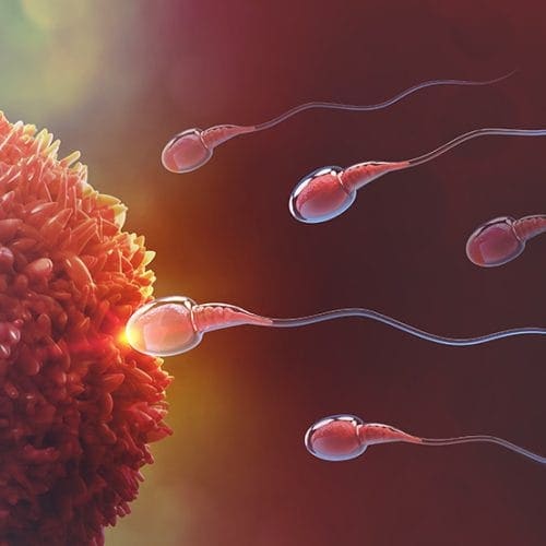 Jenis Fertilisasi Alami dan Buatan dalam Proses Pembuahan