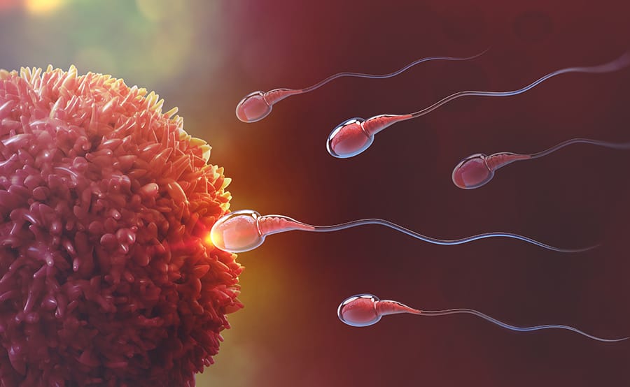 Fertilisasi Adalah Pembuahan, Begini Tahapannya