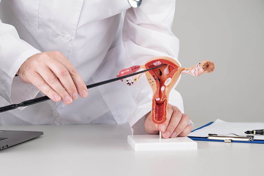 Fungsi Uterus pada Sistem Reproduksi Wanita