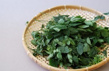 manfaat daun katuk untuk ibu hamil