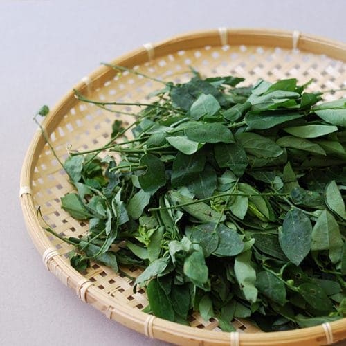 Pahami Khasiat dan Keamanan Daun Katuk untuk Ibu Hamil
