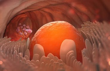Pembuahan pada sistem reproduksi