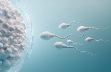 Proses Spermatogenesis